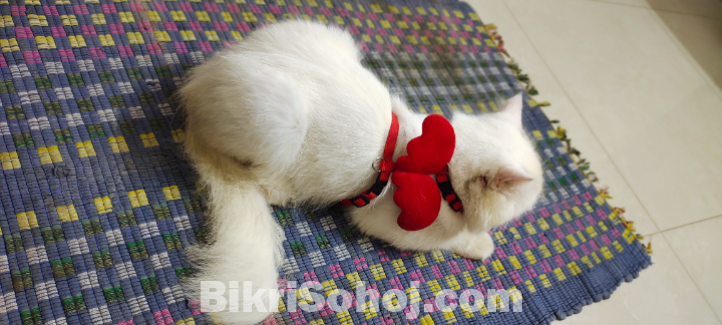 Persian cat
